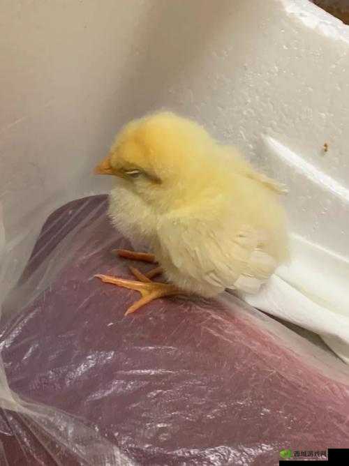 我里小鸡硬邦邦:探讨背后的含义和影响
