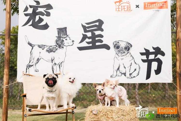 收纳狗狗的乐趣世界：探索收纳狗狗的简介与精彩瞬间