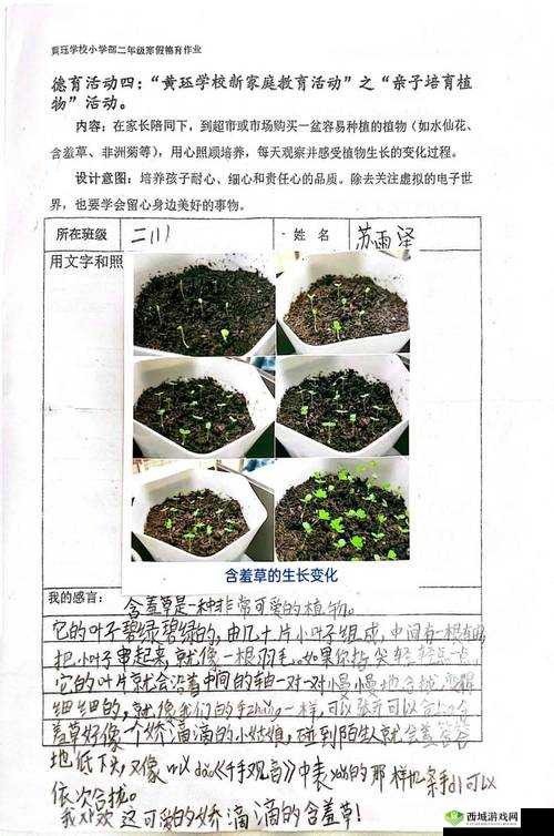 含羞草的茎早晚上的特点:奇妙的变化规律