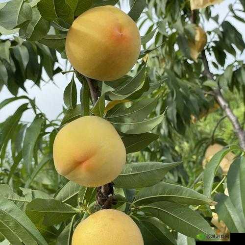 9612黄桃亚洲品质在线观看：带你领略独特品质魅力