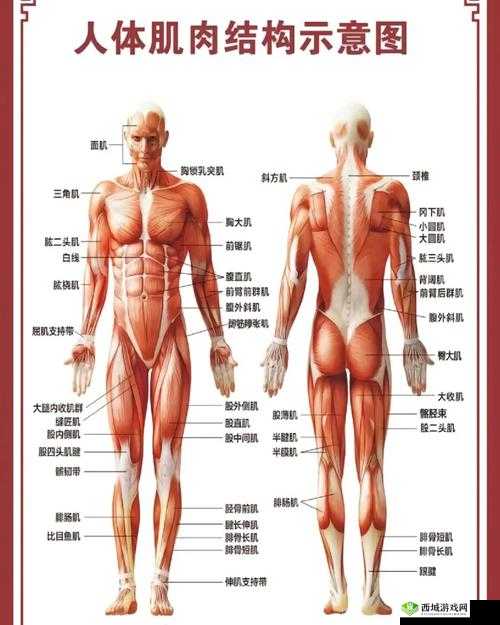 肌肉酸痛,锻炼效果的隐形徽章,你真的懂吗?