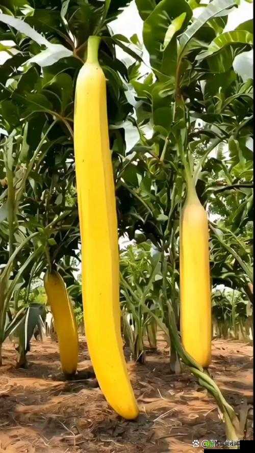 2019 最新香蕉在线:探寻未知的世界