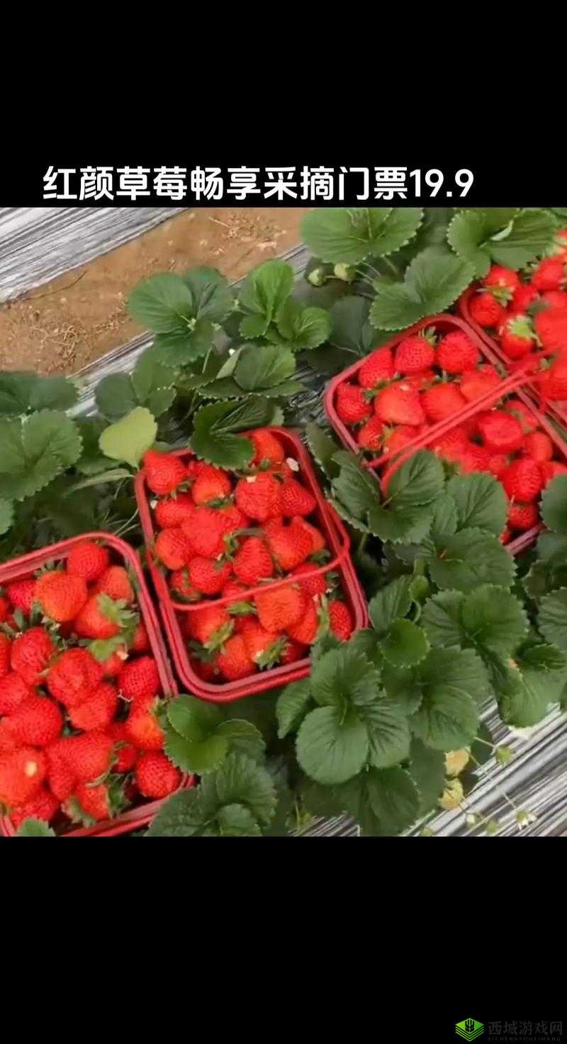 草莓视频在线观看:畅享精彩视频无极限