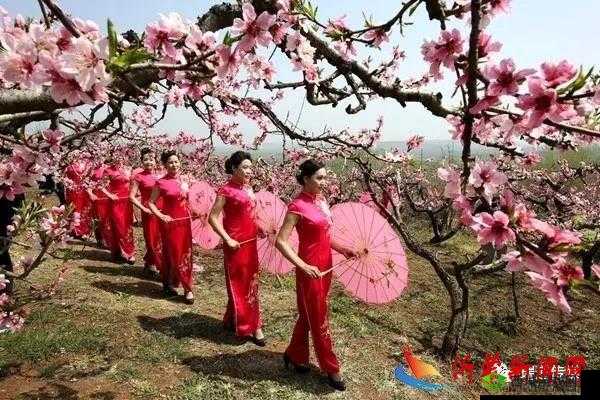 桃花社区在线观看完整版:内容丰富精彩不容错过
