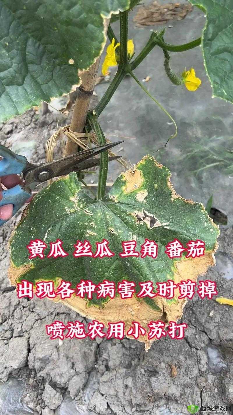 我被舍友用黄瓜弄烂了:这到底是怎么一回事令人震惊