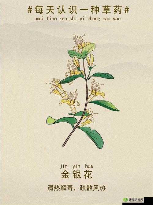 小尾巴 txt 金银花原文:一段充满神秘与魅力的故事