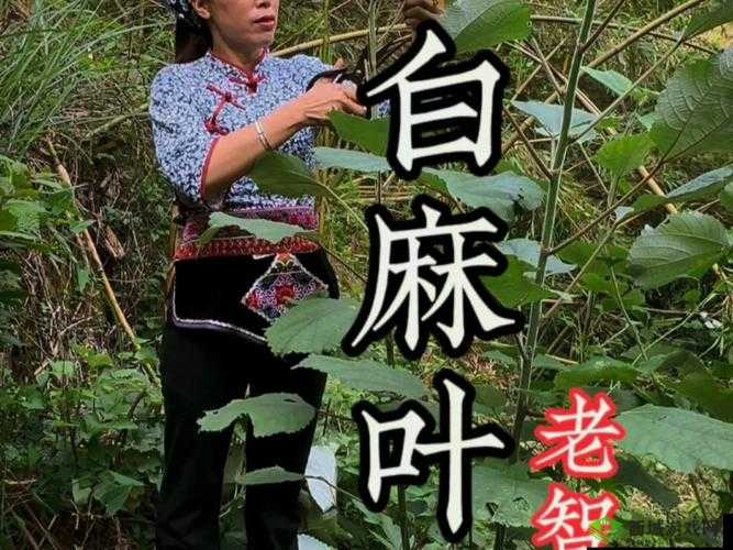 老中医的春天:林婉清的传奇医路