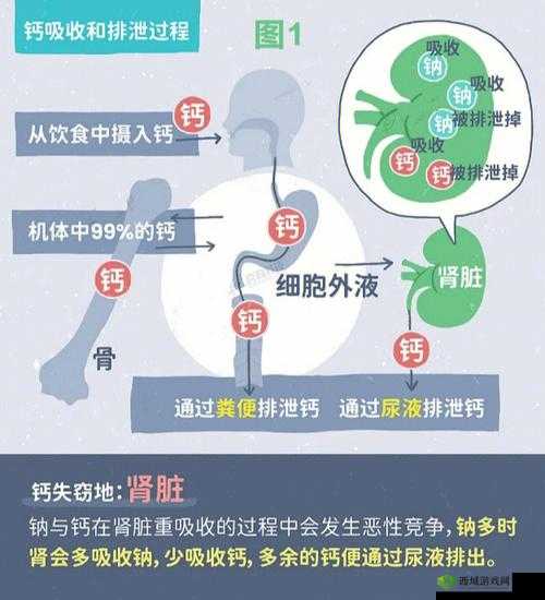 大家看钙都是在哪看呀:钙的常见来源与摄取方式