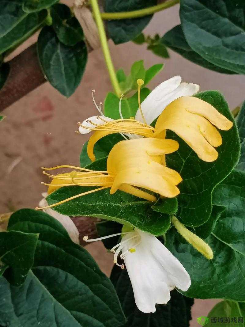 金银花梅花 2 :绽放的花朵与独特的魅力之所在
