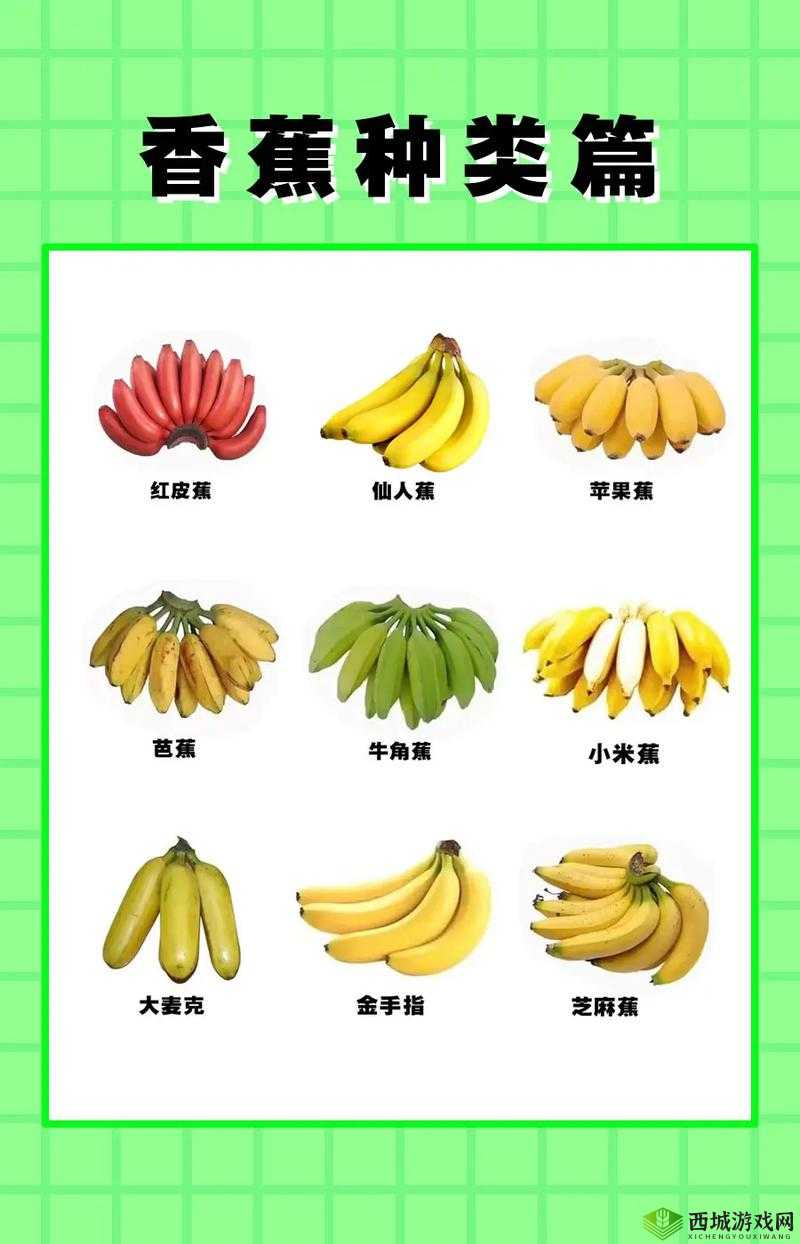 大伊波香蕉网最新资讯:如何挑选优质香蕉及香蕉的健康益处全解析