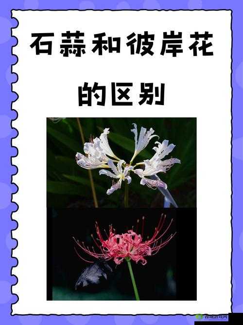 妄想山海彼岸花在哪里？花束位置介绍全攻略